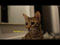 Our cats meet their cat cousin for the first time | Ep 25