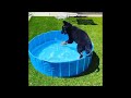 Try Not To Laugh Cats And Dogs Videos 😁 - New Funny Animals Video 2024 #2