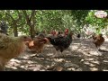 Bread is indispensable in chicken meal. Breeding chickens