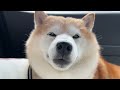 Shibe has a round white ball behind his ear, and goes to animal hospital. This is the result.