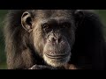 Chimp Haven & Lincoln Park Zoo Collaboration