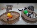 New Funny Animals😻🐈Best Funny Dogs and Cats Videos Of The Week🤔