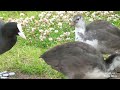 Птицы в парках Петербурга летом. Birds in the parks of St. Petersburg in summer.