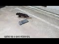 너무 소심해 도와줄 수 없는 고양이 / cat unable to help