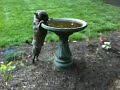 Eli drinking from birdbath.MOV