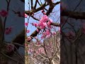 2022年3月12日（土）高岡古城公園　春　梅の花　BGM:まどろみ/RAIKA