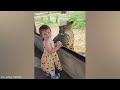 Wild Crow and Baby Have A Special Conversation Through The Window