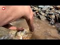 Rich Without Capital (eps.2) Finding Gold in the River Lots of fish Traditional gold mine