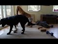 yoga for flexibility / splits / backbends / handstands with funny cat