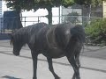 Horses walking in my former neighborhood  (Reno, Nevada)