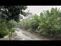 Heavy rain in Indonesian villages||beautiful and calming villages||asmr rain