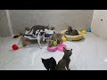 BEST Pets of the DECADE!😹🐕 | Funniest Videos🤔