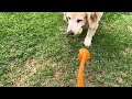 Fetch Time With Elsa!