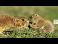 Raising pups in the Badlands | Prairie Dogs