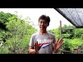 Bonsai Station [Workshop Station] EP. 3 สร้างรายละเอียดกิ่งเพิ่มเติม