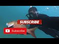 Spearfishing Shallow Waters |Crystal Clear water