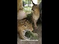 Meeka the cougar and Mateo the jaguar groom session