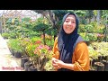 Aneka Tanaman Hias Murah Di Kios Bunga Panda Mulya Putra Jalan Kolonel Masturi - Bandung