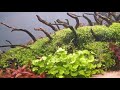 300liter aquascape gets a trim and a waterchange