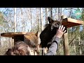 Wild Coyote Plays With People's Dogs Until A Man Gives Him New Home | Cuddle Buddies