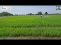 ដង្កូវបំពុងកាត់ស្លឹកបំផ្លាញលើដំណាំស្រូវ🐛🌾