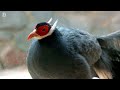 Most Exotic Birds | Relaxing Bird Sounds | Breathtaking & Colorful Nature | Stress Relief Sounds