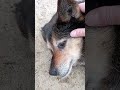 Feeding and petting a stray dog 🐶🙏