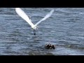 Tulsa River Park Trails - Great Egret Landing in River Looking For Food (7-12-24)