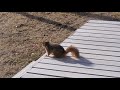 Хоол хайж яваа улаан үнэгний хэрэм. A red fox squirrel looking for food.