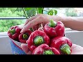 Tips to care and restore bell pepper plants, many fruits and easy for beginners