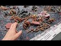 Imperial Knights vs Tyranids Warhammer 40K 10th Edition Battle Report 2000pts