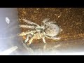 Ceratogyrus darlingi Rehouse ~ Forgot My Catch Cup !!!