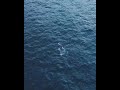 Whales feeding off Yabbarra beach