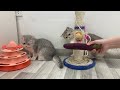 You Need a Cat for Daily Laughs 😂 Funny Animal Videos 2024 😂