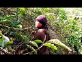 COFFEE HARVESTING IN THE MUARADUA MOUNTAINS OF SOUTH SUMATRA