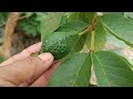 Super method of grafting guava trees with banana effect