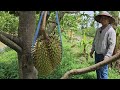 เกษตรผสมผสานเพื่อการเกษียณ ปลูกทุเรียนอินทรีย์แบบบ้านๆเน้นหลักการธรรมชาติ