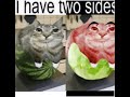 lettuce cat @MemeZee  @ArcadeAssassin