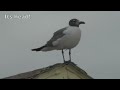 Unfamiliar Spider and Seagull Identification