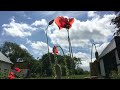 FLOWERS CAN DANCE!!! AMAZING NATURE/ BEAUTIFUL BLOOMING FLOWER TIME LAPSE VIDEO RELAX