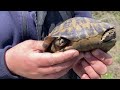 Herping στο Σέιχ Σου Απρίλιος 2023 - νεαρός έφιος, νεαρά σπιτόφιδα, άποδες σαύρες, χελώνες κι άλλα