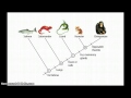 Cladograms - Betterlesson