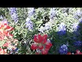 Texas Wildflowers