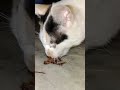 Cat playing with dinner...