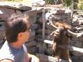 Man argues with spitting goat