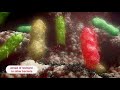 Antibiotic resistance animation