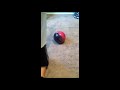 How to Hook a Bowling Ball