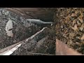 SoCal Bee Removal And Relocation- Got Access To Bees Under Crates. Live Removal By Beekeeper.