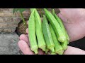 Growing Okra at Home (SEED TO HARVEST)