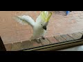 The funny cockatoo bird peeking into my house. This wild lonely parrot often visits my garden.